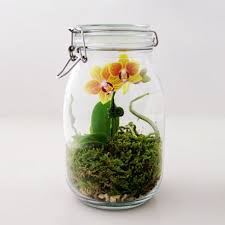 Greenery Nyc A Botanic Design Company Indoor Water Garden Container Water Gardens Orchid Terrarium