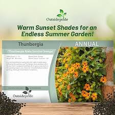 Image result for Thunbergia gossweileri