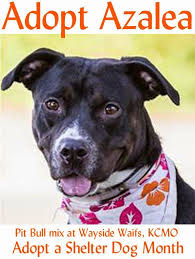 You can find all pet adoptions online, so it's super easy! Adopt Azalea A 22 Mo Old Pitbull Mix Dog At Wayside Waifs Animal Shelter In Kansas City Mo Adopt A Shelter Dog Month Dog Adoption Pitbull Mix Shelter Dogs