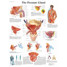 Image result for Prostate Anatomy