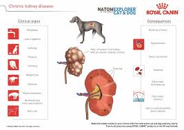 In iris stage 4 the 60.5% of dogs presented more than three on the other hand, specific ultrasound abnormalities have been described for cats at different stages of ckd. Kidney Chronic Kidney Disease Ckd In Dogs Vetlexicon Canis From Vetstream Definitive Veterinary Intelligence