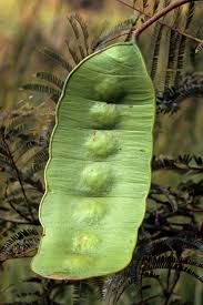 Image result for Entada abyssinica