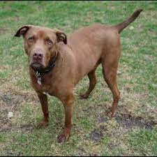 Please note that our los angeles we are currently offering remote adoptions in both los angeles and new york city. Puppies For Sale In Rochester Minnesota Adoptapet Com