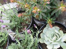 Dianthus firewitch/soleil à achetez une plante vivace heuchera citronelle sur la boutique en ligne de notre pépinière et fleurs vivaces plein soleil plante rocaille vivaces couvre sol idées jardin rocaille fleur jardin jardin en plein. Reussir Une Rocaille