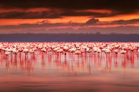 The lake was once famous for its flamingos, however, since 2012, conditions have become unfavorable for these birds and most have moved to. Stock Rift Lake Nakuru Kenya Flamingos At Sunset 12589175 Xl Africa Endeavours