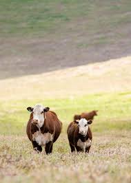 April 2024 Hereford World by American Hereford Association
