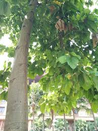 Image result for Pterygota mildbraedii