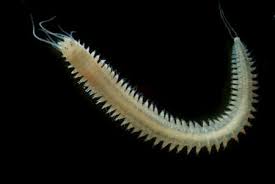 Whittaker (1969) classified living organisms under five kingdoms; Animalia Kingdom Animalia Examples Characteristics Facts Video Lesson Transcript Study Com