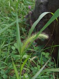 Image result for Setaria longiseta