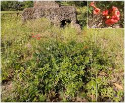 Image result for Hyparrhenia collina