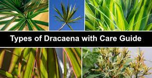 These dracaena plants are also the ones most often used in the interior landscape. Types Of Dracaena With Care Guide And Pictures Identification