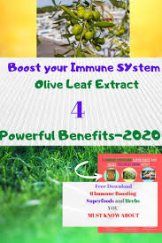 Boost Your Immune System With Olive Tree Leaf Learn About The Proven Health Benefits Of This Leaf It Ha In 2020 Boost Immune System Immune System Olive Leaf Benefits