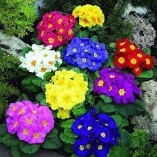 2021 Primrose Flower Seeds Color Packaging Seeds About 50 Particles Flowers Seed Ornamental Plant From Beautifuldresschina 5 03 Dhgate Com Flower Seeds Bonsai Flower Ornamental Plants