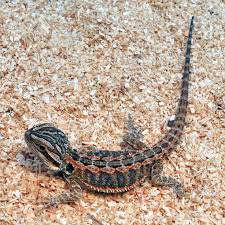 Baby Black Bearded Dragon For Sale Reptile Pets Direct High Orange Bearded Dragon Bearded Dragon Reptiles Pet Bearded Dragon Care