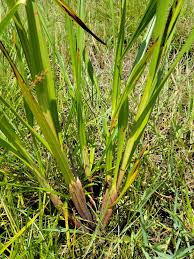 Image result for Scleria lacustris