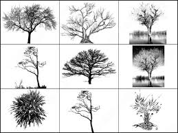 Added on january 7th 2009. Trees Photoshop Brushes Download 59 Photoshop Brushes For Commercial Use Format Abr