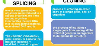 Satan deceived eve by saying that the forbidden fruit was good for gaining knowledge. Difference Between Cloning And Genetic Engineering Eschool