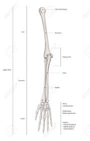 The ends of the bones are covered with cartilage. Infographic Diagram Of Human Skeleton Upper Limb Bone Anatomy System Or Arm Bone Anterior View 3d Human Anatomy Medical Diagram Educational And Human Body Concept Isolated On White Background Stock Photo Picture