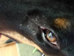 Besides causing hair loss, it also causes itchiness and bacterial infections. Spotted Hair Loss Around Eyes Doberman Forum Doberman Breed Dog Forums