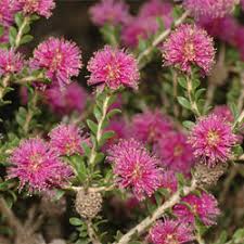 Image result for Melaleuca sp. A (Biegel 5741)