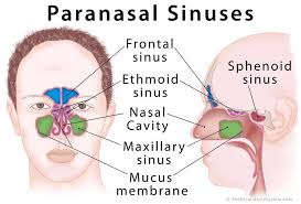 If you are facing a nasal cavity or paranasal sinus cancer, we can help you learn about the treatment options and possible side effects, and point you to information and services to help you in your cancer journey. Pin On Vocal Anatomy