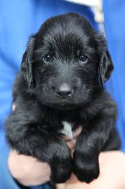 Maybe you would like to learn more about one of these? Flat Coated Retriever Puppies For Sale Off 72 Www Usushimd Com