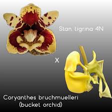 Image result for Ochthocharis