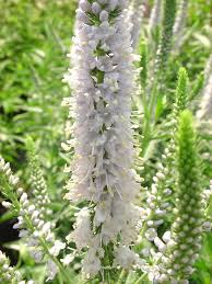 Image result for Vigna oblongifolia