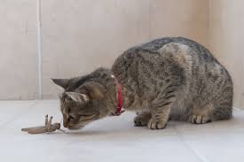 Them) and the cat lived for 13 years. Insects That Are Toxic To Cats And A Few That Aren T