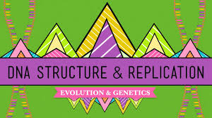 Dna structure and replication worksheet october 30, 2020 impact. Dna Structure And Replication Crash Course Biology 10 Youtube
