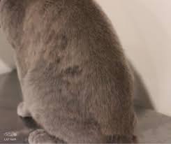 Occasionally, however, you may run into matted fur. How To Remove Cat Matts Cat Naps Cattery