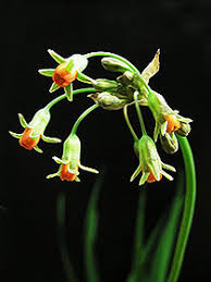 Image result for Litanthus pusillus