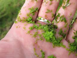 Image result for Wolffia