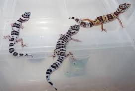 Check spelling or type a new query. Meilensteine