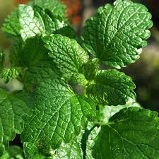 Top 15 oil uses and benefits. Peppermint Essential Oil Eoppm