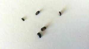 small black bugs with hard shell in