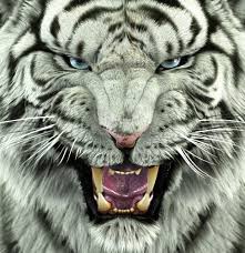 Gambar wallpaper harimau hd paling bagus download now gambar wallpap. 19 Ide Maung Bodas Binatang Buas Harimau Binatang