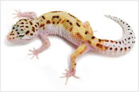 Le Gecko léopard / Les phases Images?q=tbn:ANd9GcSruce14vcFJ7S1tgINRabbcKBqiPbyrRYjtCfgHAXWwx6Pf-p6Jw