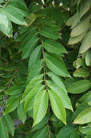 Image result for Lagerstroemia speciosa