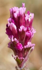 Owl S Clover Unusual Flowers Love Flowers Pink Flowers