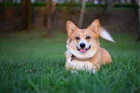 Finn is an adorable corgi puppy who loves all things new and exciting. 55 Corgi Facts That Make Them The Best Pets Best Life Corgi Facts Corgi Sploot Cool Pets