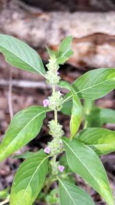 Image result for Justicia heterocarpa