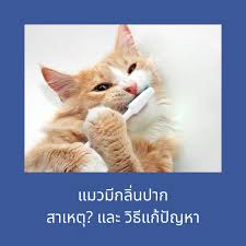 We did not find results for: Happypoggi Home Facebook