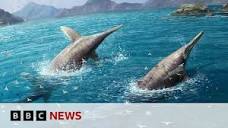 Largest ever sea creature discovered by scientists | BBC News ...