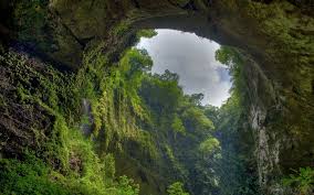 wallpaper jungle posted by christopher simpson jungle posted by christopher simpson