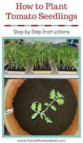 How To Transplant Tomato Seedlings Tomato Seedlings Growing Vegetables Tomato Garden