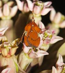 Image result for Nicolasia stenoptera