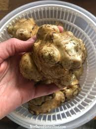 How to cook jerusalem artichokes. Growing Sunchokes Or Jerusalem Artichokes Northern Homestead