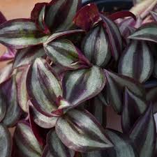 Image result for Tradescantia zebrina