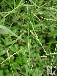 Image result for Eriochloa